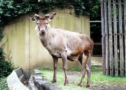 動物図鑑・カンスーアカシカ